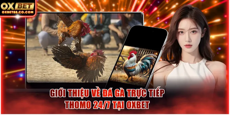 Giới thiệu về hình thức đá gà trực tiếp thomo 24/7 tại OXBET